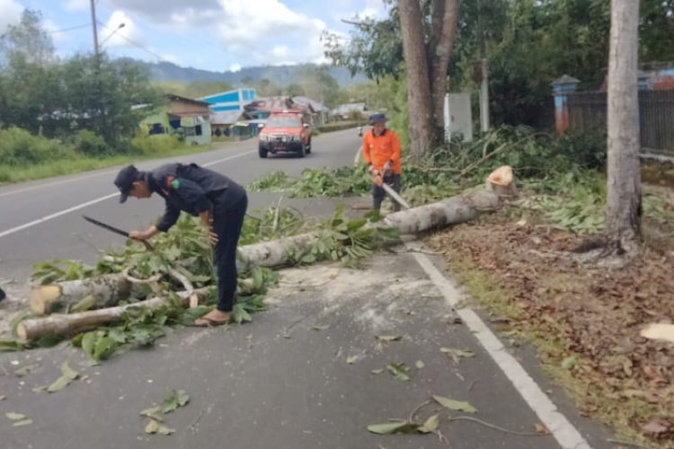 Antisipasi Tumbang Bpbd Tebang Pohon Tua Di Jalan Utama Rmolbengkulu Id